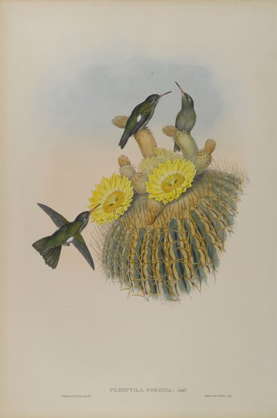 Dusky by John Gould